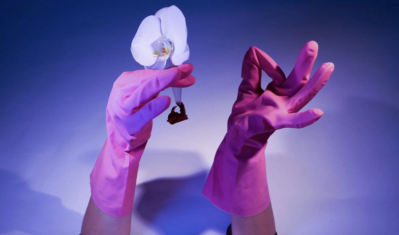 Pink rubber gloves holding a white orchid